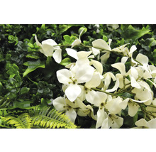 Mur végétal artificiel avec des fleurs blanches et différentes nuances de vert