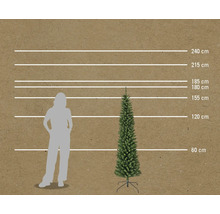 Größenvergleich einer schlanken Weihnachtstanne mit einer Person und Maßlinien in Zentimetern