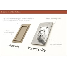 Decopanel Produktbeschreibung: Rückseite des Rahmens mit Aufhängevorrichtung und Vorderseite mit Alpakabild