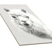 Image murale décorative avec motif de lama