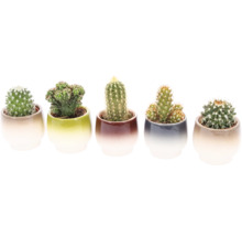 Cinq cactus en pot