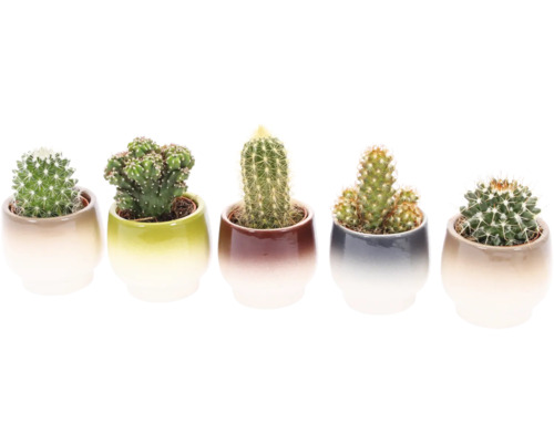 Cinq cactus en pot