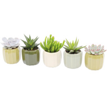 Cinq plantes succulentes en pots de céramique
