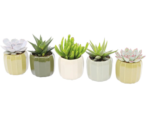 Cinq plantes succulentes en pots de céramique