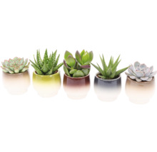 Cinq plantes succulentes dans des pots en céramique
