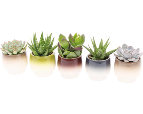 Cinq plantes succulentes dans des pots en céramique