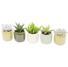 Cinq plantes succulentes en pots