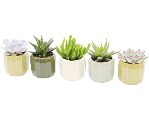 Cinq plantes succulentes en pots