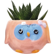 Plante succulente dans un pot de fleurs motif hibou