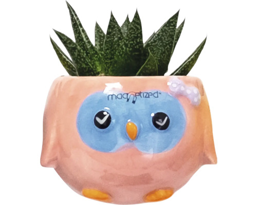 Plante succulente dans un pot de fleurs motif hibou