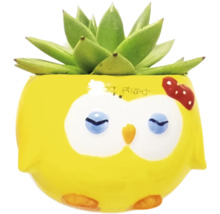 Plante grasse décorative dans un pot de fleurs jaune avec motif de hibou