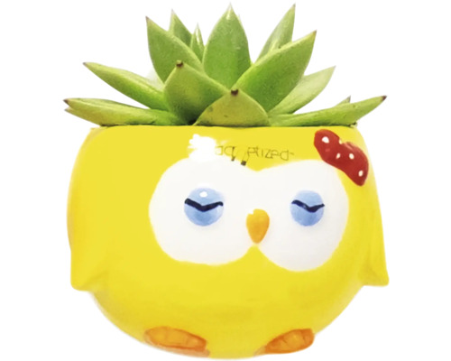 Plante grasse décorative dans un pot de fleurs jaune avec motif de hibou
