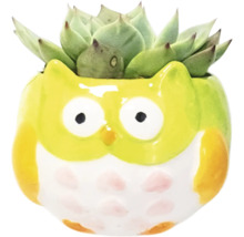 Plante grasse décorative dans un pot de fleurs en forme de hibou