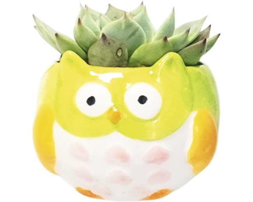 Plante grasse décorative dans un pot de fleurs en forme de hibou