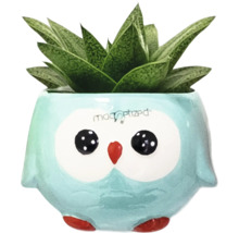 Plante succulente dans un pot en forme de hibou