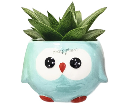 Plante succulente dans un pot en forme de hibou