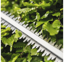 Gros plan sur un taille-haie coupant une haie.