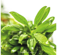 Dennerle Pflanzen Nahaufnahme einer Aquariumpflanze