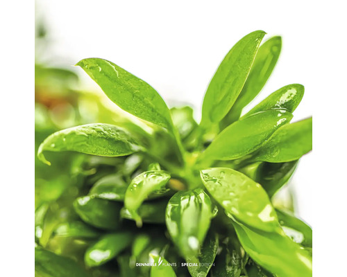 Dennerle Pflanzen Nahaufnahme einer Aquariumpflanze