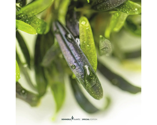 Gros plan de plantes d'aquarium avec des feuilles allongées et des gouttes d'eau