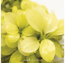 Gros plan d'une plante aquatique avec des feuilles vertes.