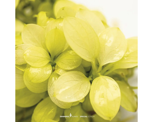 Gros plan d'une plante aquatique avec des feuilles vertes.