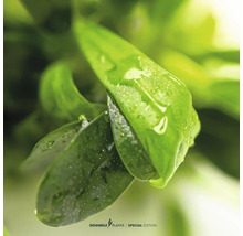 Gros plan de feuilles de plantes d'aquarium