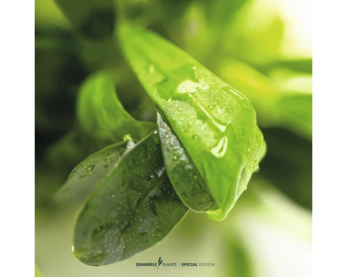 Gros plan de feuilles de plantes d'aquarium