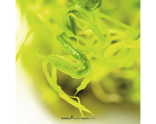 Nahaufnahme einer Grünen Aquarienpflanze, Wendtscher Wasserkelch