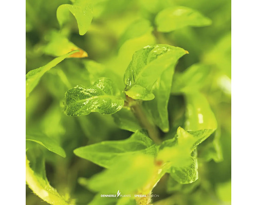 Nahaufnahme der Aquarienpflanze Glossostigma elatinoides