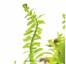 Wasserpflanze im Detail