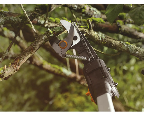 Sécateur coupant une branche