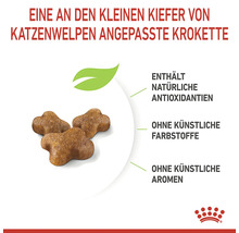 Krokette, die an den kleinen Kiefer von Katzenwelpen angepasst ist