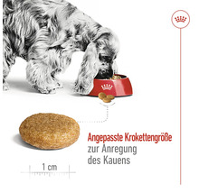 Ein Hund frisst Hundefutter aus einer roten Schüssel, das Hundefutter hat eine Krokettengröße von 1 cm.