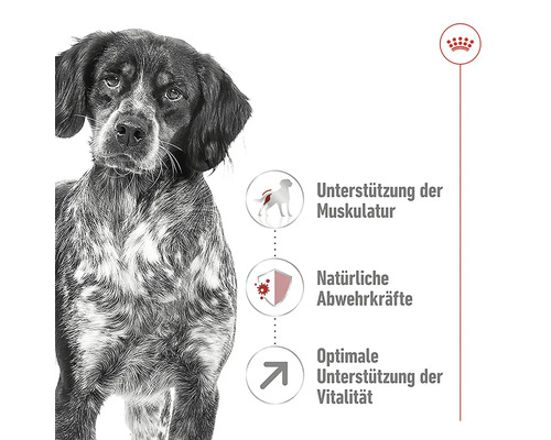 Hund und Informationen zu Unterstützung der Muskulatur, Natürliche Abwehrkräfte und Optimale Unterstützung der Vitalität