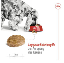 "Hund frisst Trockenfutter aus Napf