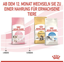 Drei Packungen Royal Canin Katzenfutter für Kitten, Maine Coon und Hauskatzen