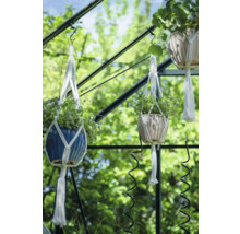 Trois suspensions pour plantes avec des plantes dans une serre.