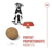 Illustration von perfekt proportionierter Krokette, Hundewelpe und Futternapf