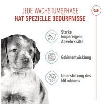 Illustration mit Hundewelpen und Hinweisen zu starker körpereigener Abwehr, Gehirnentwicklung und Unterstützung des Mikrobioms