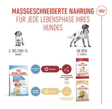 Illustration zur abgestimmten Hundeernährung von Royal Canin für jede Lebensphase