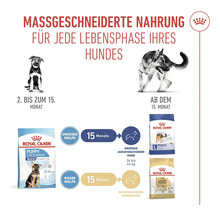 Grafik zur massgeschneiderten Ernährung für jede Lebensphase eines Hundes, mit Produktbeispielen von Royal Canin