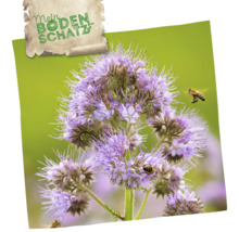 Nahaufnahme von Phacelia mit Bienen und Mein Bodenschatz Logo