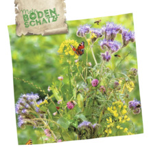 Mein Bodenschatz Blumenwiese mit Schmetterlingen und Bienen