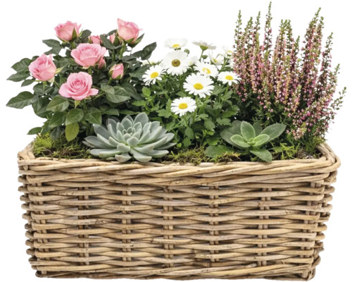 Blumenarrangement mit Rosen, Margeriten, Heidekraut und Sukkulenten in einem Weidenkorb