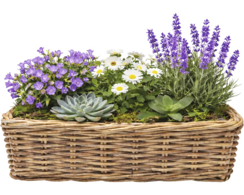 Blumenarrangement mit Lavendel, Gänseblümchen und Sukkulenten in einem Weidenkorb