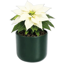 Weihnachtsstern in einem Topf