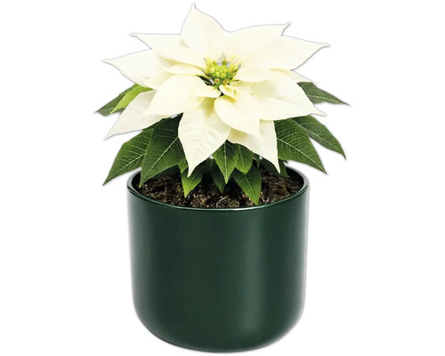 Weihnachtsstern in einem Topf