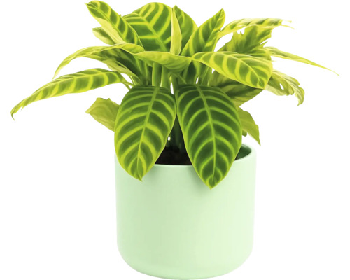 Zimmerpflanze Calathea Zebrina im Topf