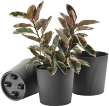 Ficus dans des cache-pots en plastique rainurés